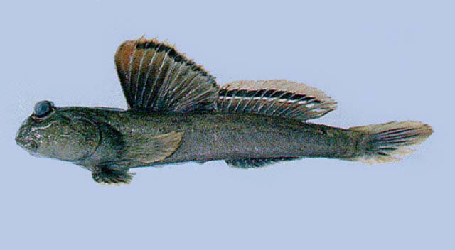 Periophthalmus magnuspinnatus