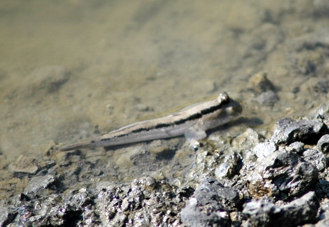 Periophthalmodon schlosseri