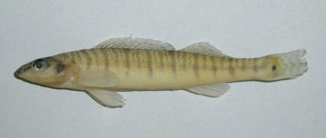 Percina suttkusi