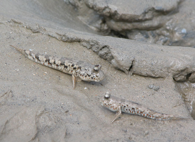 Periophthalmus takita