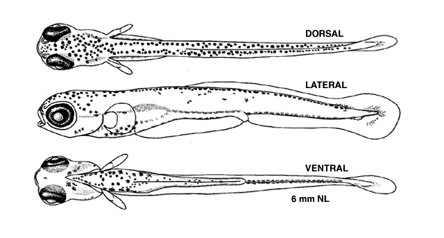 Chrosomus eos