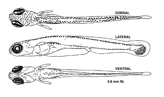 Chrosomus eos