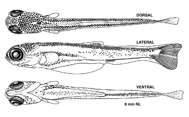 Chrosomus eos