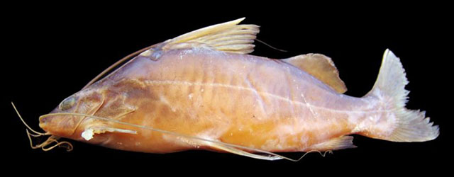 Pimelodus argenteus