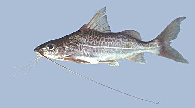 Pimelodus blochii