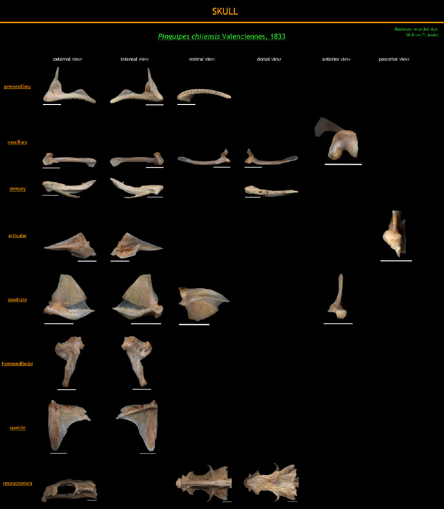 Pinguipes chilensis