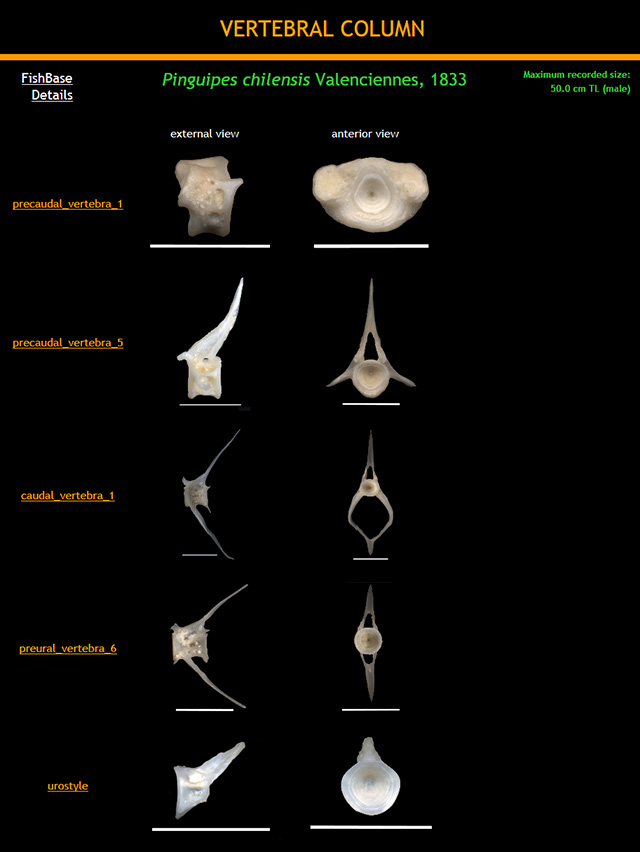 Pinguipes chilensis