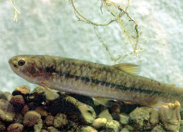 Piabucina pleurotaenia