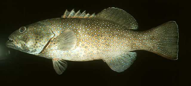 Plectropomus areolatus