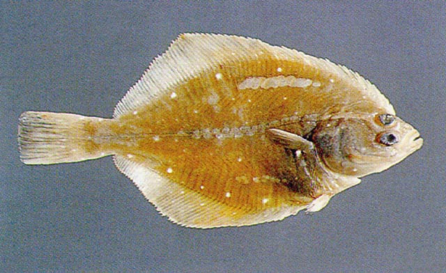 Kareius bicoloratus