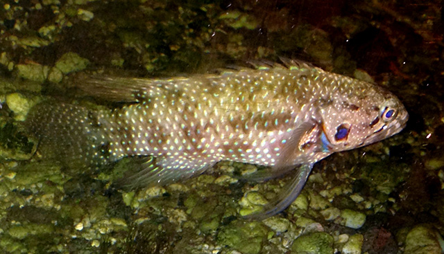 Plesiops corallicola