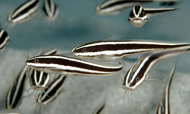 Plotosus lineatus