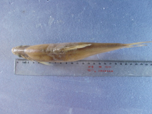 Plagiognathops microlepis