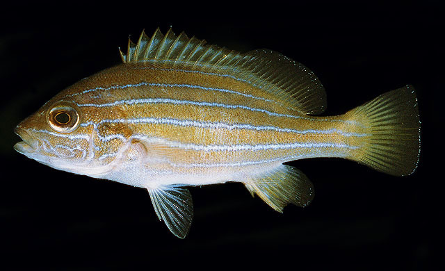 Plectorhinchus sordidus