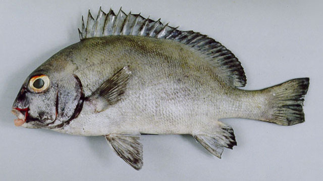 Plectorhinchus sordidus