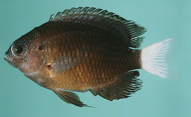 Pomacentrus albicaudatus