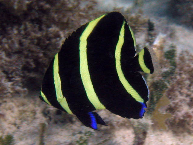 Pomacanthus arcuatus