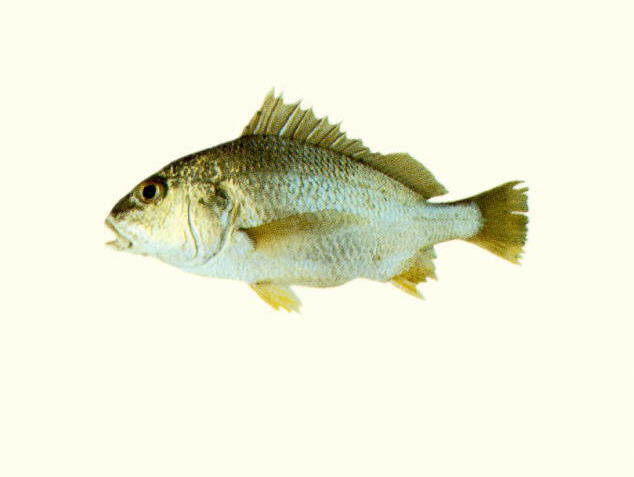 Pomadasys argyreus