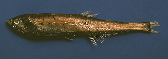 Polymetme corythaeola