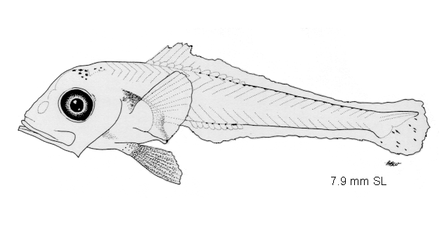 Poromitra crassiceps