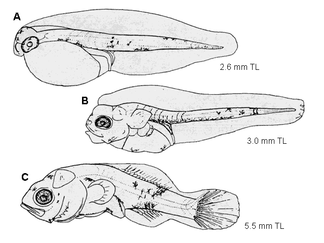 Pogonias cromis