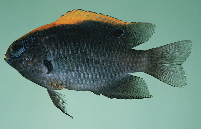 Pomacentrus indicus