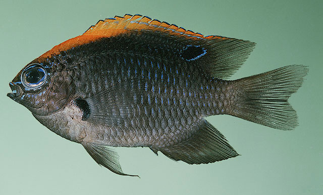 Pomacentrus indicus