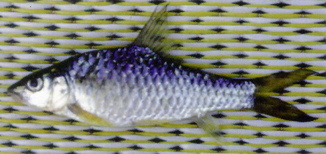 Poropuntius laoensis