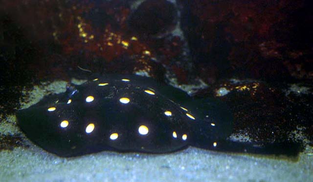 Potamotrygon leopoldi