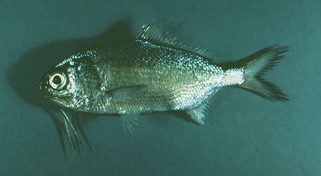 Polymixia lowei