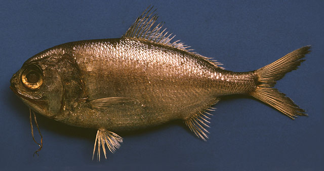 Polymixia lowei