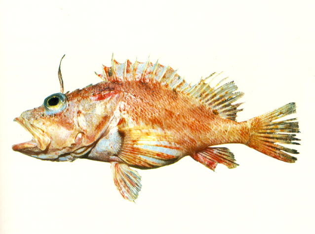 Pontinus macrocephalus