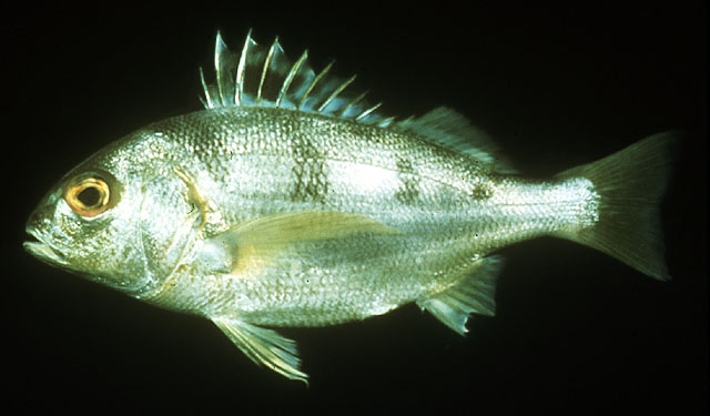 Pomadasys maculatus