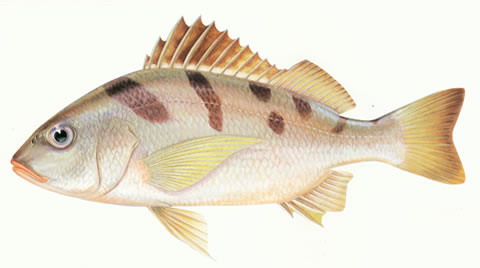 Pomadasys maculatus