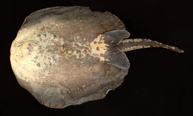 Potamotrygon marinae