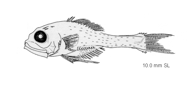 Poromitra megalops