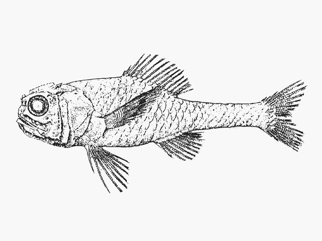 Poromitra megalops