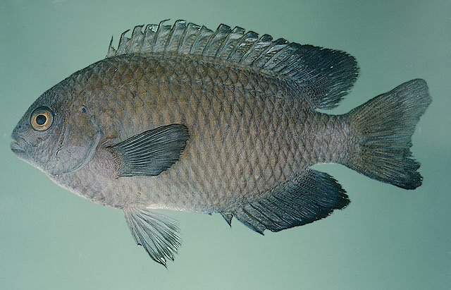 Pomacentrus milleri