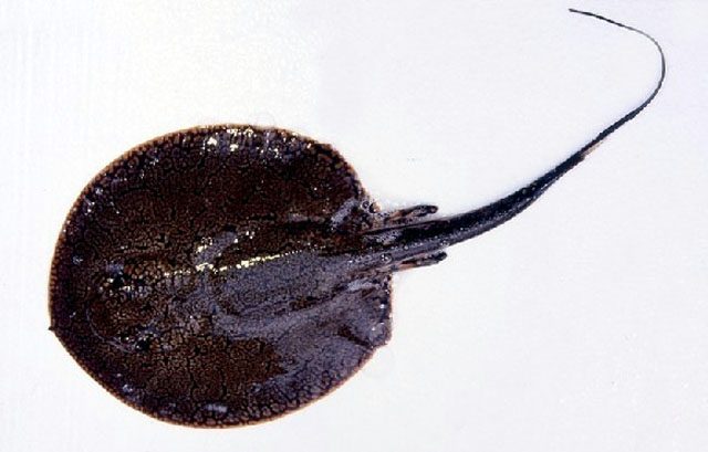 Potamotrygon orbignyi