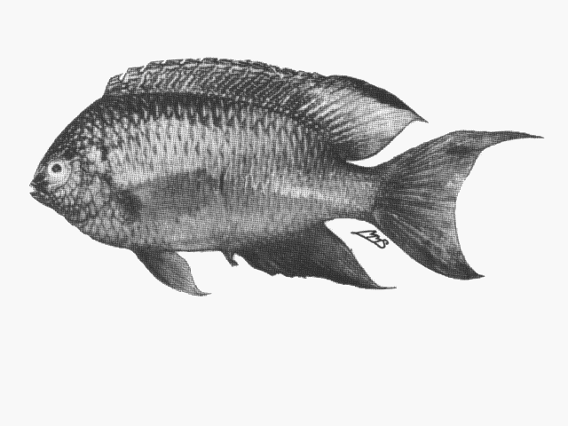 Pomacentrus pavo