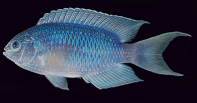 Pomacentrus pavo