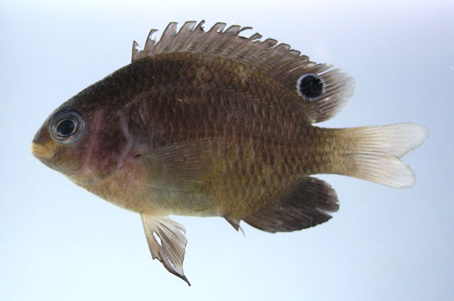 Pomacentrus polyspinus