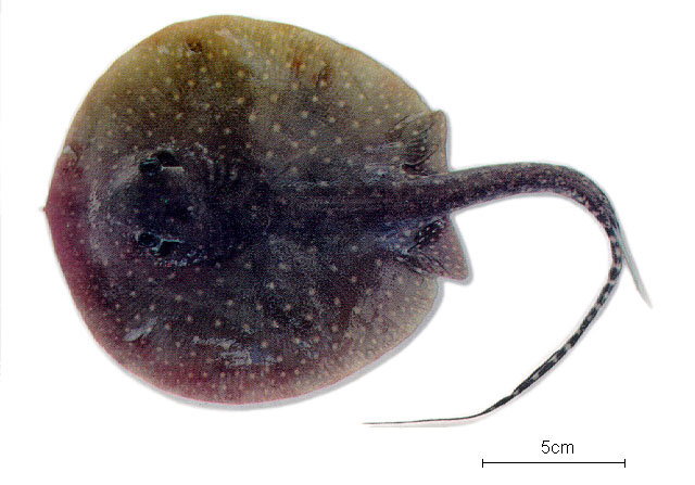 Potamotrygon scobina