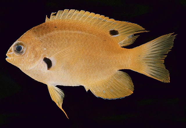 Pomacentrus sulfureus