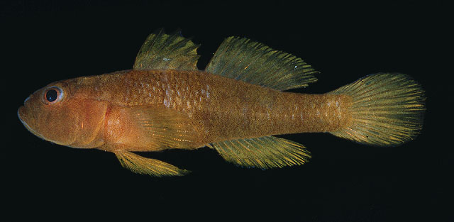 Priolepis aureoviridis