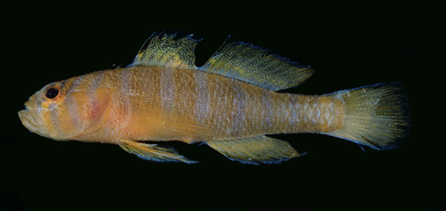 Priolepis aureoviridis