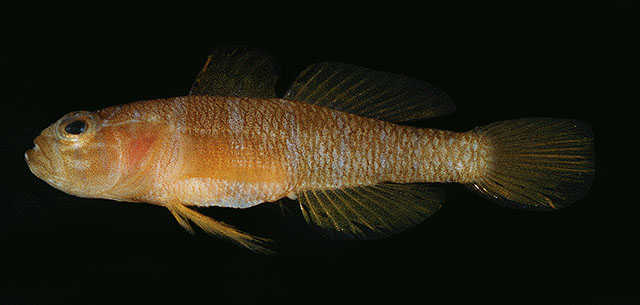 Priolepis aureoviridis