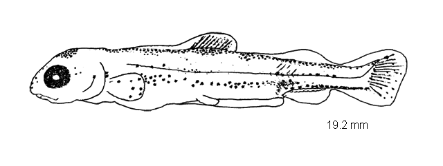 Prosopium cylindraceum