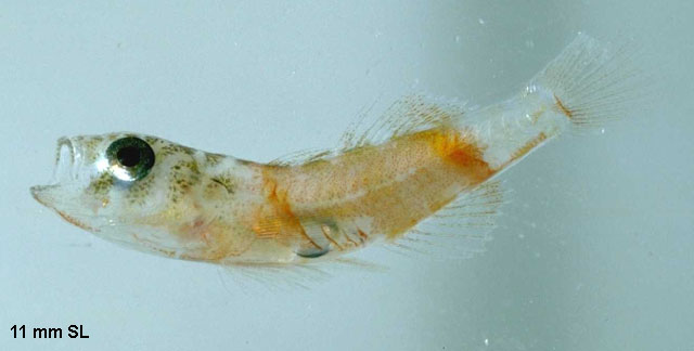 Priolepis hipoliti