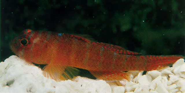 Priolepis hipoliti